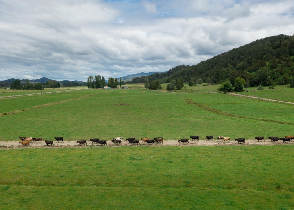 cows walking on road